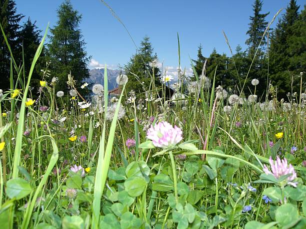 istock #4 mountain pasture, pur air, alpine flora 95491010