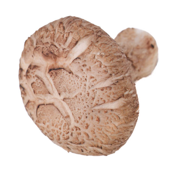 istock mushroom. mushroom on the background 954910452