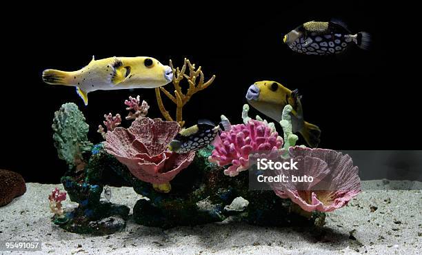 Aquarium Stockfoto und mehr Bilder von Farbbild - Farbbild, Fisch, Fotografie