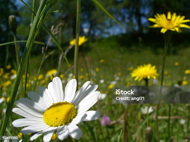 Alp Kwiat Łąka Daisy - zdjęcia stockowe i więcej obrazów Alpy - Alpy, Bez ludzi, Dobre samopoczucie