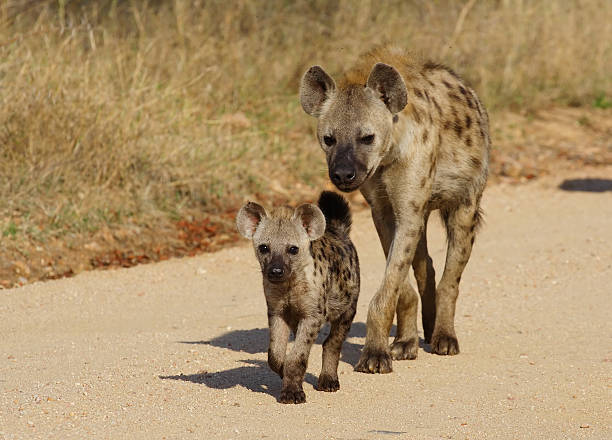 Wild animal from Africa - baby hyena with mother - Kruger National Park, South Africa
