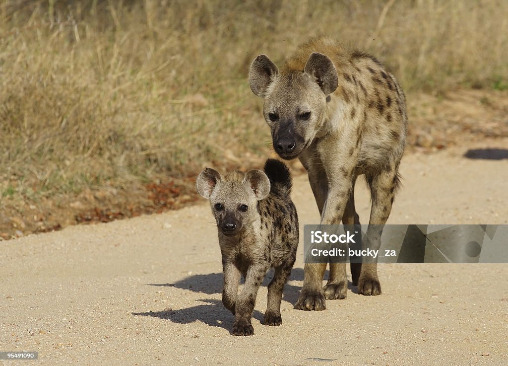 Spotted hyena following cub along sand road  Spotted Hyena Stock Photo