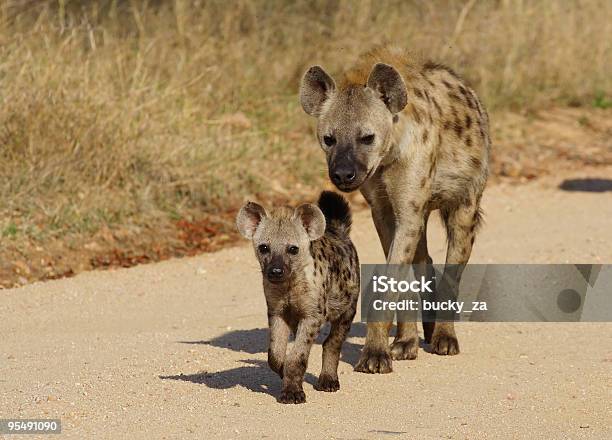 Spotted Hyena Following Cub Along Sand Road Stock Photo - Download Image Now - Spotted Hyena, Africa, Animal