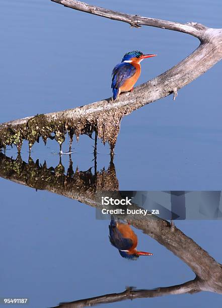 Kingfisher Mirror Stock Photo - Download Image Now - Africa, Algae, Animal