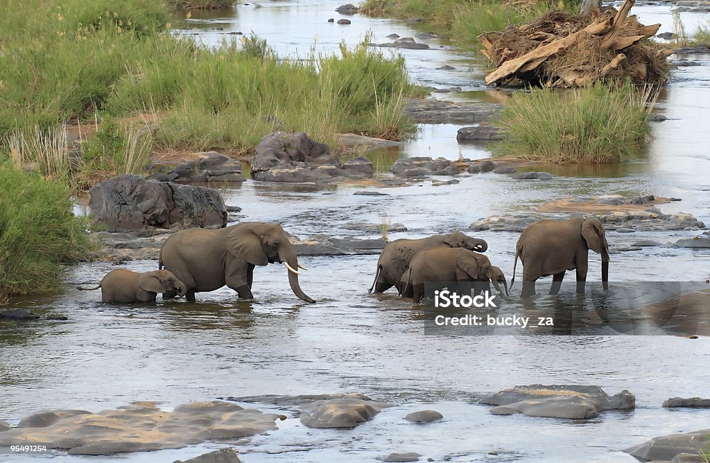 Grand troupeau d'éléphants traverser une rivière - Photo de Éléphant libre de droits