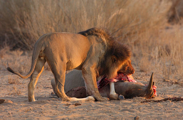 león macho de alimentación en matar - eland fotografías e imágenes de stock