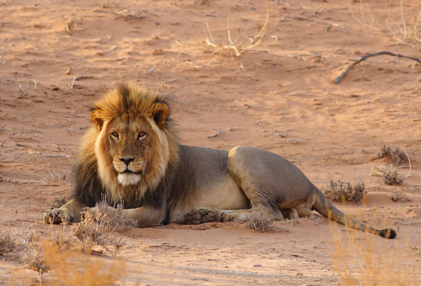 A Lion in the middle of the Road in Etosha National Park