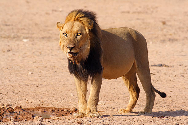 male lion portrait - lion sands photos et images de collection