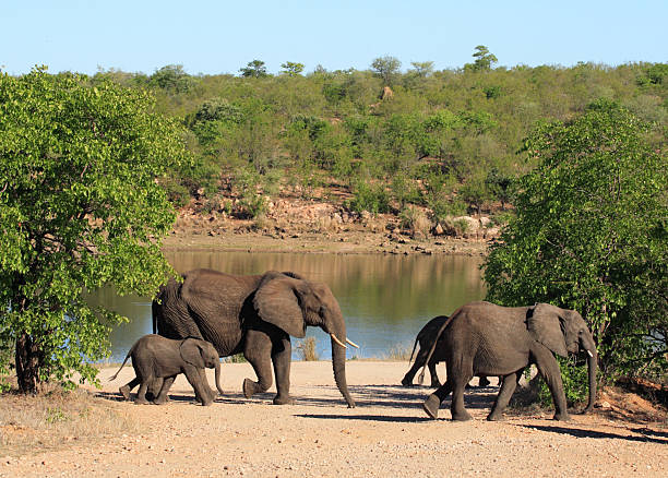 istock Elephant herd crossing in front of a river 95491312