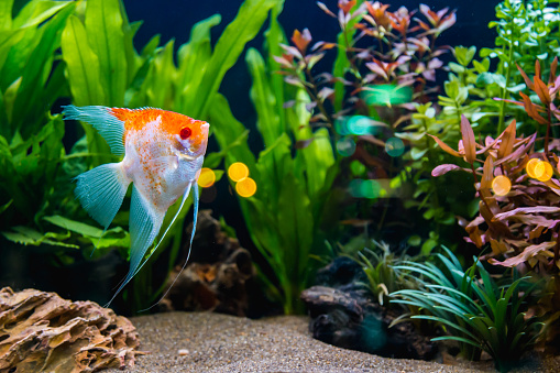 Angelfish in the tropical fish tank.