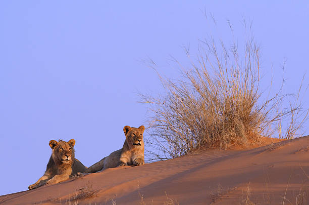 paire de lion en haut d'une dune de sable du kalahari - kalahari gemsbok national park photos et images de collection