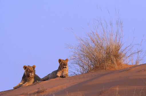 Young African lion looking for an animal scent and game.