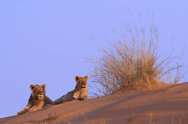 Lion pair on top of a kalahari sand dune stock photo