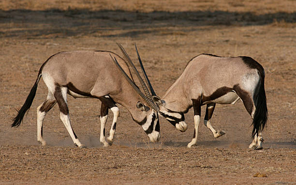 istock Kalahari Gemsbuck rams dueling over territory . 95491381