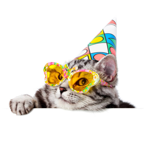 Bonito gato con un sombrero de fiesta y gafas de sol sobre una bandera blanca - foto de stock