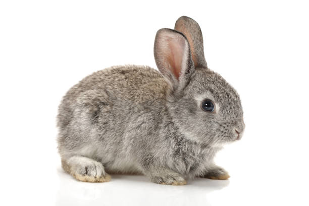 bébé lapin sur fond blanc - rabbit hairy gray animal photos et images de collection