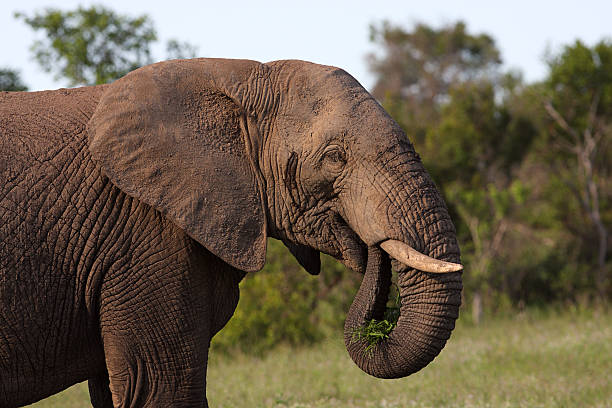 Elephant head  - Tanzania