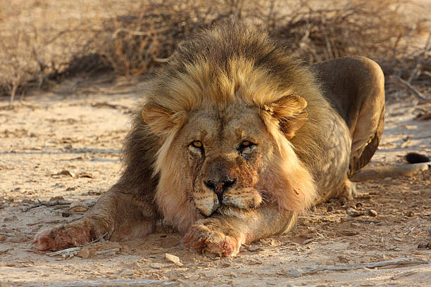 Lazy Lion専用ページ Lazy Male Lion With One Eye Half Open Stock Photo - Download Image