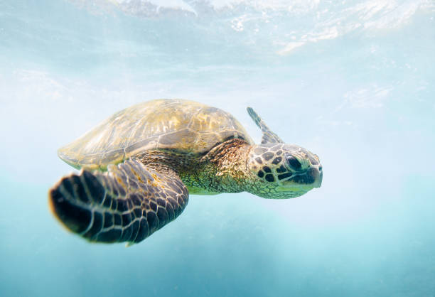 istock A Hawaiian Green Sea Turtle 954914862