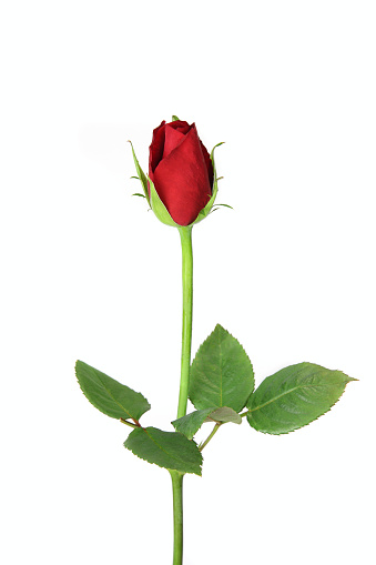 Close view of Red Rose flower during Valentine day