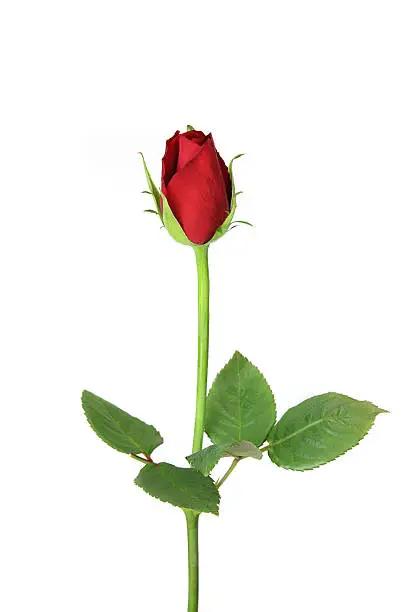 Photo of Single red rosebud standinght upright isolated