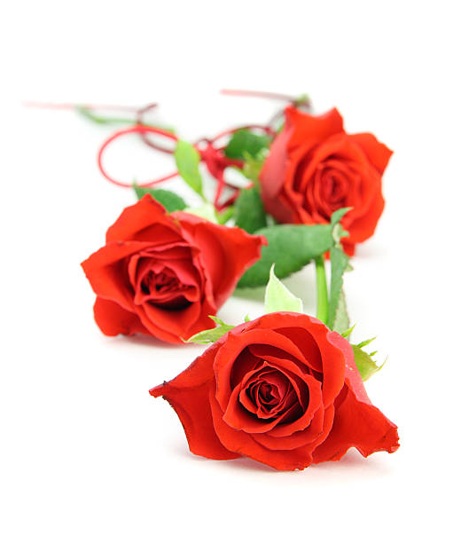 istock Three red roses isolated , fading into background face on 95491496