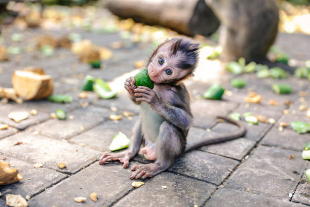 Cute baby monkey eating vegetable stock photo