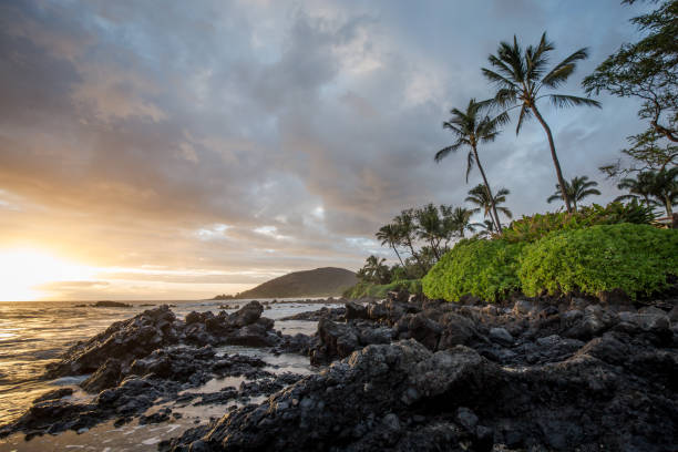 istock Palms on a rocky coast of maui 954915392