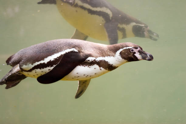 istock Spheniscus humboldti - Humboldt Penguin 954915496