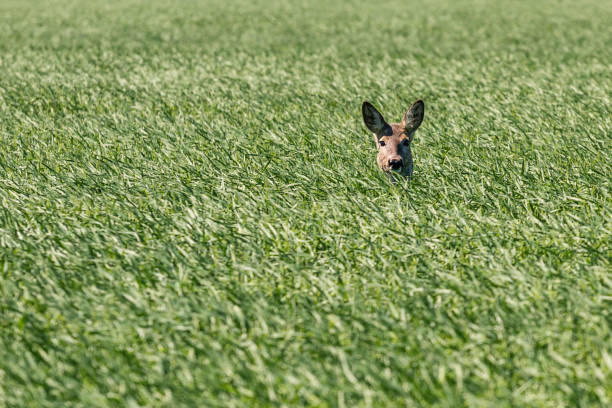 istock Female roe deer in wheat field. Roe deer wildlife. 954915590