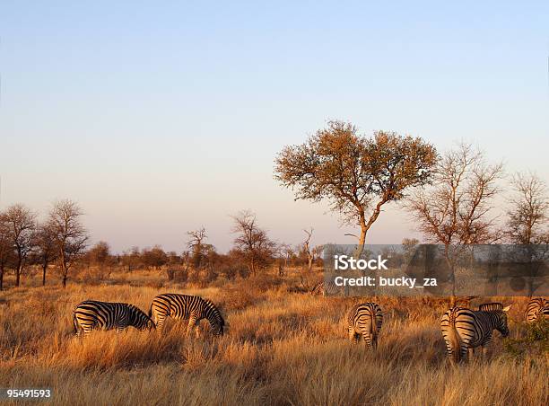 È Immerso Nella Luce Dorata Di Una Mandria Di Zebra Al Tramonto - Fotografie stock e altre immagini di Parco Nazionale di Kruger