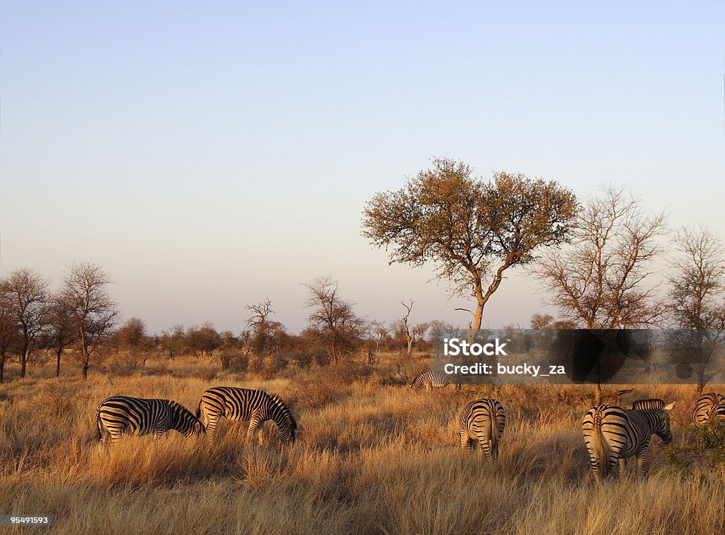 Luz dourada bathes uma manada de zebras ao pôr-do-sol - Foto de stock de Parque Nacional de Kruger royalty-free