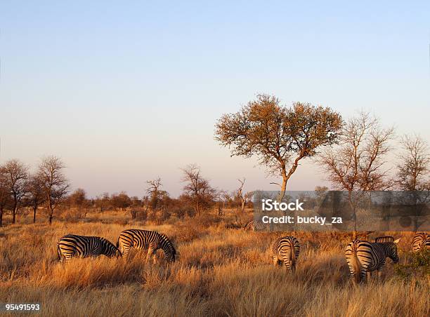 Foto de Luz Dourada Bathes Uma Manada De Zebras Ao Pôrdosol e mais fotos de stock de Parque Nacional de Kruger