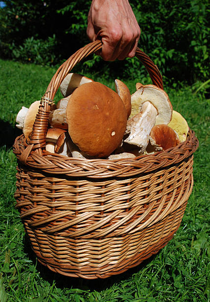 istock basket full of mushrooms 95491602
