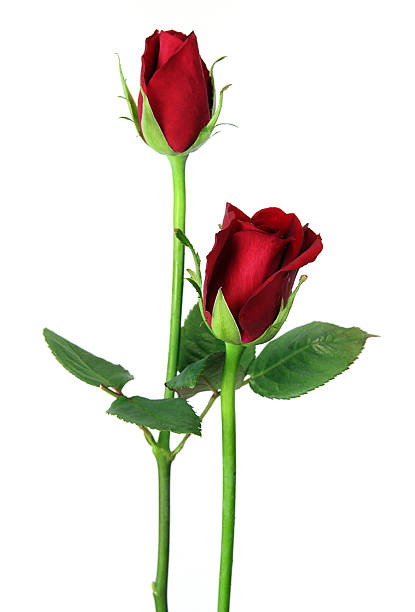 istock Pair of red roses close up, isolated on white 95491630