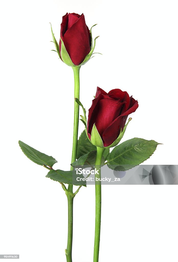 Pair of red roses close up, isolated on white  Beauty In Nature Stock Photo