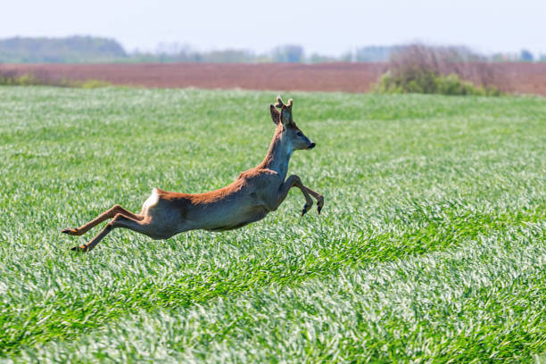 istock Roe Deer Buck jump in wheat field. Roe deer wildlife. 954918120