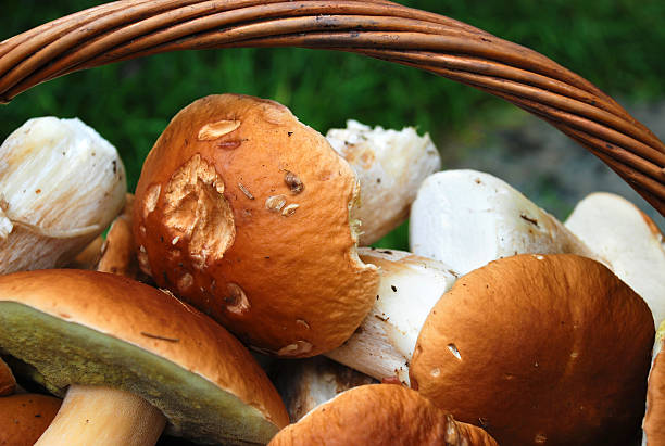 champignons - cepe fungus forest dining photos et images de collection