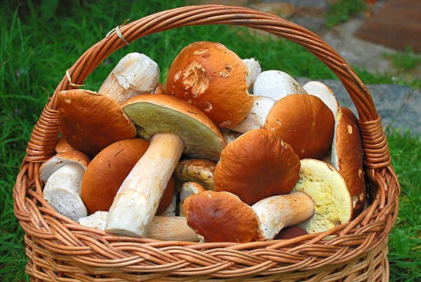 champignons - cepe fungus forest dining photos et images de collection