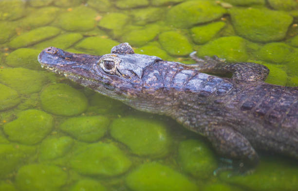 istock crocodile close-up at the zoo 954918860