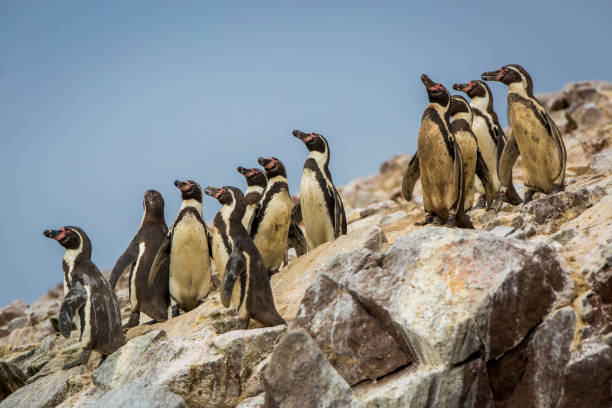 pinguine auf ballestas-inseln, peru. - penguin colony nobody horizontal stock-fotos und bilder