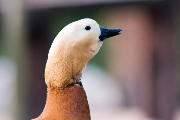 istock Tadorma ferruginea - Casarca (bad) 954919496