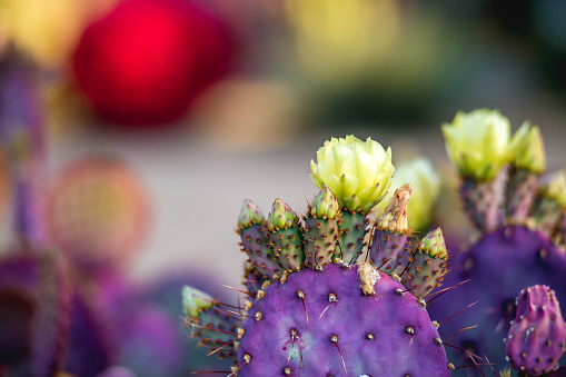 Close up Santa Rita prickly pear, splash of purple Blooming in Spring desert, Arizona