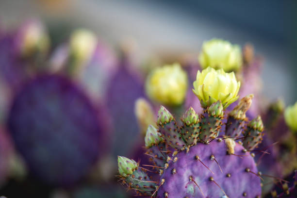 Santa Rita prickly pear Cactus Close up Santa Rita prickly pear, splash of purple Blooming in Spring desert, Arizona sonoran desert stock pictures, royalty-free photos & images