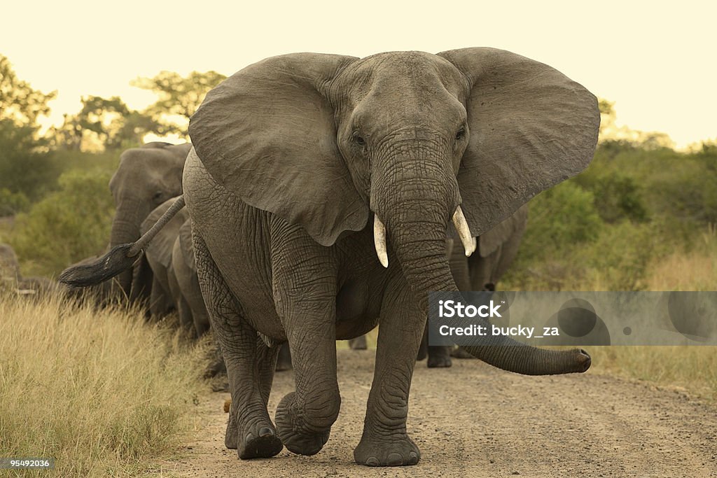 Elefante Matriarca leader di una mandria di mucca. - Foto stock royalty-free di Elefante