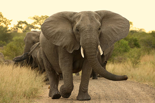 Elephant matriarch cow leading a herd. stock photo