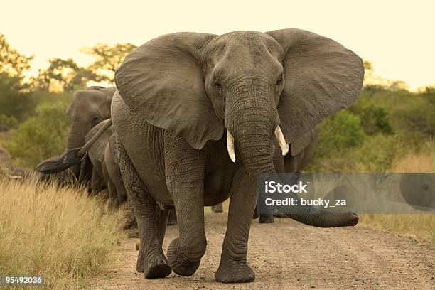 Elephant Matriarch Cow Leading A Herd Stock Photo - Download Image Now - Elephant, South Africa, Front View