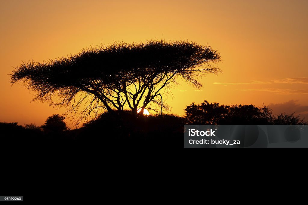 Wschód słońca nad sylwetka typowe african umbrella thorn drzewo. - Zbiór zdjęć royalty-free (Acacia tortilis)