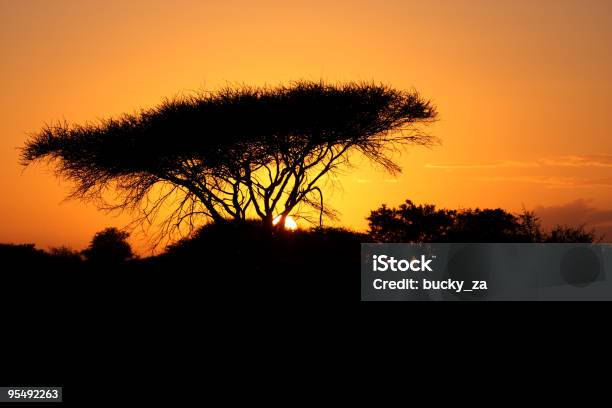 Wschód Słońca Nad Sylwetka Typowe African Umbrella Thorn Drzewo - zdjęcia stockowe i więcej obrazów Acacia tortilis