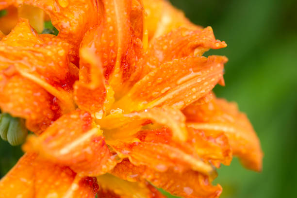 istock Hemerocallis fulva (Orange Daylily) with water drops 954922760